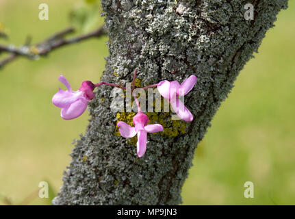 Cercis Siliquastrum Judasbaum Stockfoto