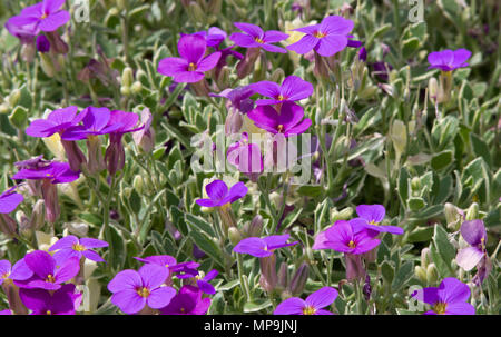 Aubrieta deltoidea Bunte Stockfoto