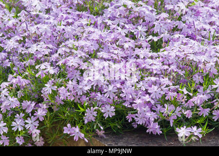 Phlox subulata 'Emerald Cushion Blue' Stockfoto