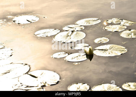 Golden Dawn Lily Pads und Blume Stockfoto