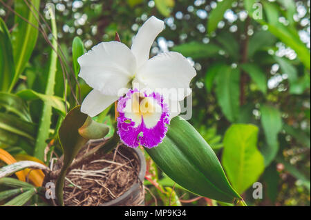 Weiße Blumen oder cattaleya Orchidee Blumen blühen in der Natur Garten Hintergrund Stockfoto