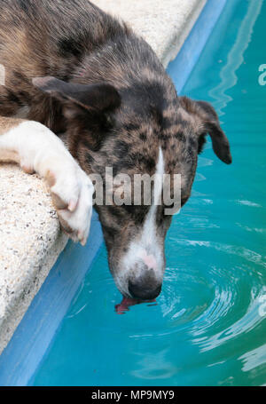 Ein Schäferhund spielt mit einem Wasserstrahl aus einem Schlauch während einer hohen Temperatur Frühling Tag in der spanischen Mittelmeerinsel Mallorca Stockfoto