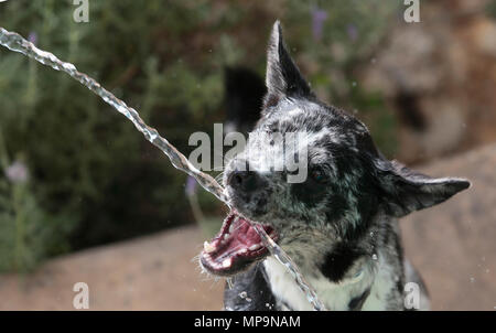 Ein Schäferhund spielt mit einem Wasserstrahl aus einem Schlauch während einer hohen Temperatur Frühling Tag in der spanischen Mittelmeerinsel Mallorca Stockfoto