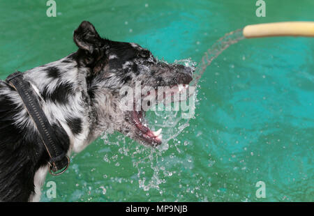 Ein Schäferhund spielt mit einem Wasserstrahl aus einem Schlauch während einer hohen Temperatur Frühling Tag in der spanischen Mittelmeerinsel Mallorca Stockfoto