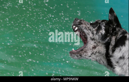 Ein Schäferhund spielt mit einem Wasserstrahl aus einem Schlauch während einer hohen Temperatur Frühling Tag in der spanischen Mittelmeerinsel Mallorca Stockfoto