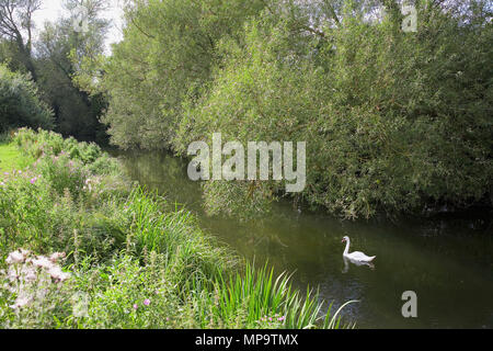 Ein Schwan auf dem Fluss Avon, einem der artenreichsten Chalk streams Systeme in Großbritannien, in Salisbury, Wiltshire, England, Großbritannien Stockfoto