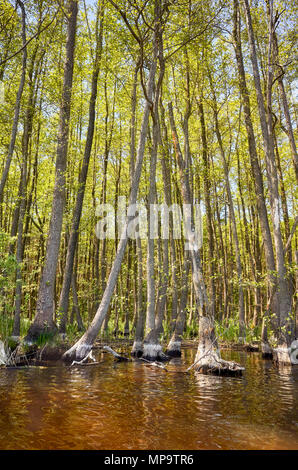 See Ufer mit Bäumen im Wasser. Stockfoto