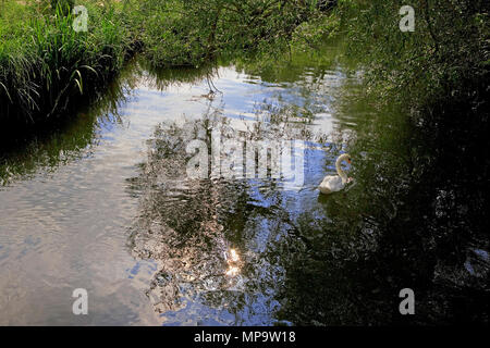 Ein Schwan auf dem Fluss Avon, einem der artenreichsten Chalk streams Systeme in Großbritannien, in Salisbury, Wiltshire, England, Großbritannien Stockfoto