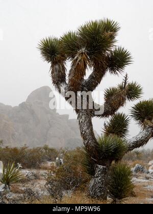 Joshua Tree, Yucca Buergeri, Yucca Palme, Monzogranite rock Pile, Schneegestöber in Joshua Tree National Park, CA 111201 0345 Stockfoto