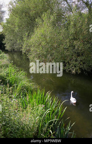 Ein Schwan auf dem Fluss Avon, einem der artenreichsten Chalk streams Systeme in Großbritannien, in Salisbury, Wiltshire, England, Großbritannien Stockfoto