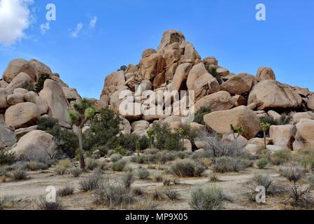 Joshua Bäume, Yucca Buergeri, Yucca Palme, Monzogranite rock Pile, Hidden Valley, Joshua Tree National Park, CA 180312 68135 Stockfoto