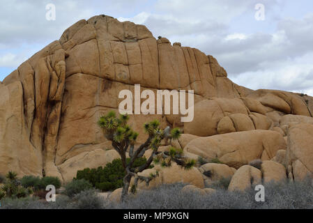 Joshua Tree, Monzogranite rock, Jumbo Rocks Campground, Joshua Tree National Park, CA 180312 68177 Stockfoto