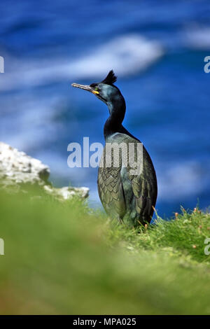 Shag, Phalacrocorax Aristotelis, auf Lunga Treshnish-inseln, Schottland Stockfoto