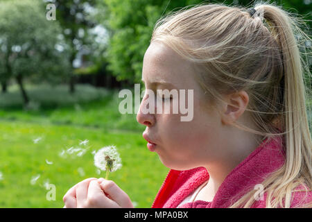 Junges Mädchen mit blonden Haaren und einem Pferdeschwanz bläst die Samen aus einem Löwenzahn Blume Stockfoto