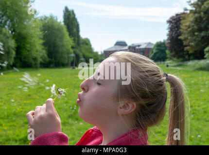 Junges Mädchen mit blonden Haaren und einem Pferdeschwanz bläst die Samen aus einem Löwenzahn Blume Stockfoto