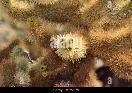 Teddybär chollas, Opuntia bigelovii, Cholla Cactus Garden, Joshua Tree National Park, CA 180315 73554 Stockfoto