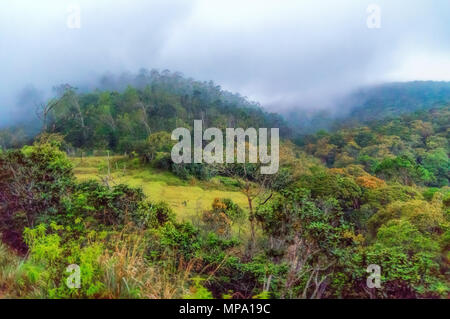 Ein abend wald landschaft irgendwo in Sri Lanka. Stockfoto