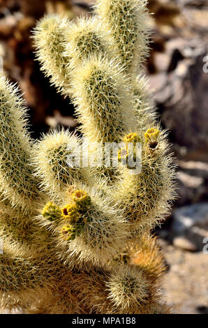 Teddybär cholla Blüten, Opuntia bigelovii, Cholla Cactus Garden, Joshua Tree National Park, CA 180315 73557 Stockfoto