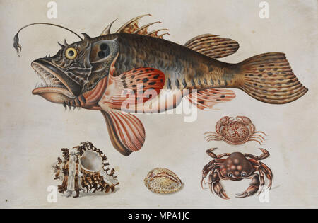 . Tiefseefisch, Krabben und Meeressschnecken. Aquarell/Gouache auf Karton. 27 x 40 cm von 1717. Maria Sibylla Merian (1647 - 1717) Alternative Namen Maria Sibylla Graff Beschreibung Deutsche Maler, Aquarellist, Zeichner, Grafiker, Schriftsteller und Illustrator Datum der Geburt / Tod am 2. April 1647 13. Januar 1717 Ort der Geburt / Todes Frankfurt Amsterdam Arbeit Periode von 1670 bis 1717 Standort Nürnberg (1670-1685), Frankfurt (1685), Friesland (ca. 1685-1695), Amsterdam (1695-1717), Surinam (1699-1701) Kontrolle: Q 62530 VIAF: 106967757 ISNI: 0000 0001 zurückzuführen Stockfoto