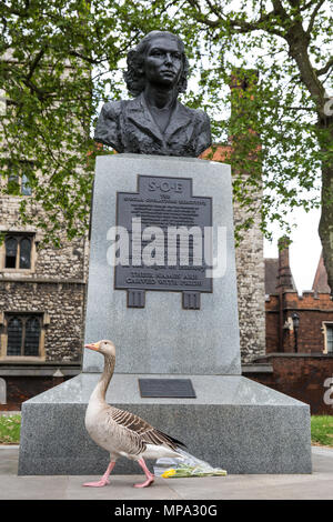 London, Großbritannien. 11. Mai, 2018. Eine graugans an der Vorderseite des Special Operations Executive (SOE) Memorial in Lambeth. Stockfoto