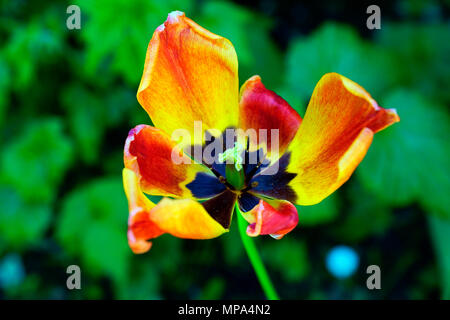 TULPE Stockfoto