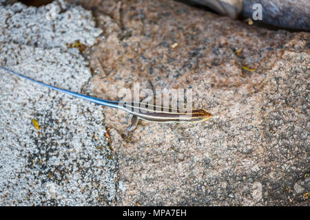 Afrikanische Bluetail Skink (Trachylepis quinquetaeniata, früher Mabuya quinquetaeniata), auf einem Felsen, Likoma Island, Malawi, Süd-afrika Stockfoto