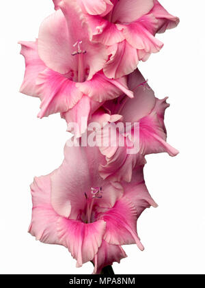 Rosa Gladiolus Blume im Studio. Stockfoto