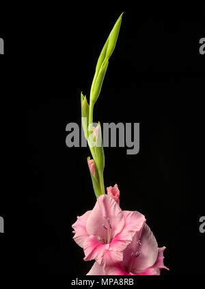 Blütenknospen auf einen Stamm von gladiolen Pflanzen, alle in verschiedenen Phasen der Öffnung. Stockfoto