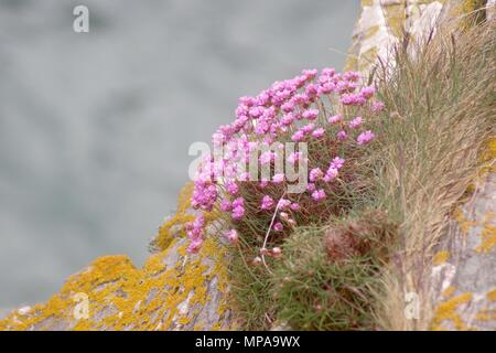 Rosa Meer Sparsamkeit (Armeria maritima), die auf der Kante einer Steilklippe Cove Bay, Aberdeen, Schottland, UK. Mai, 2018. Stockfoto