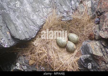 Drei Silbermöwe (Larus argentatus) Eier im Stroh Sea Cliff Nest. Cove Bay, Aberdeen, Schottland, UK. Mai, 2018. Stockfoto