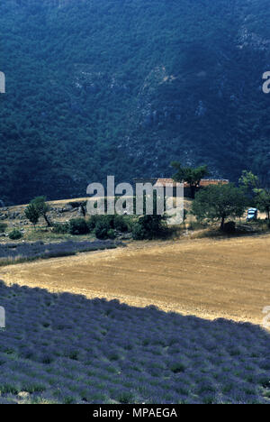 1988 historische Lavendelfelder in voller Blüte PROVENCE FRANKREICH Stockfoto