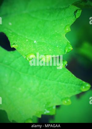 Grape Leaf mit Tautropfen. Weinblatt, Wasser fallen. Schöne Tropfen regen Wasser auf einem grünen Blatt. Tautropfen am Morgen leuchten in der Sonne. Stockfoto