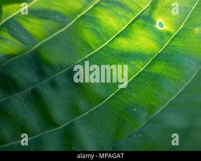 Blatt Kontur des hostа Plan, üppigen Laub. Dunkelgrün gefärbten Blättern einer Pflanze. Die Hosta im Garten Stockfoto