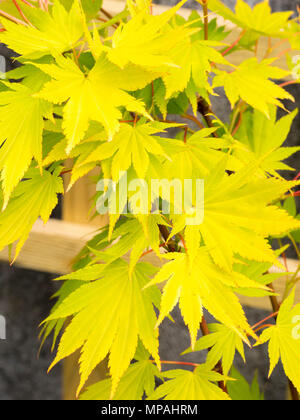 Gelb Sommer Laub der ornamentalen japanischen Ahorn, Acer shirasawanum 'Jordanien' Stockfoto