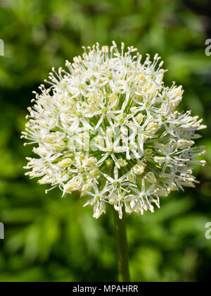 Kugelförmige Kopf mit Massen von kleinen weißen und grünen Blumen des Ornamentalen Zwiebel, Allium stipitatum 'Mount Everest' Stockfoto