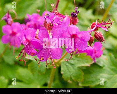 Pink Form der Hardy Evergreen cranesbill, Geranium macrorrhizum 'Bevan der Sorte ", Blüte im Frühsommer Stockfoto