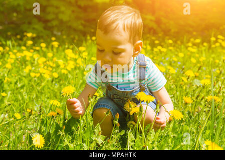 Kleiner Junge Wandern auf dem Rasen im Park, sammelt Löwenzahn, Blumen, laufen, Spaß haben, in einer blauen Overall Stockfoto