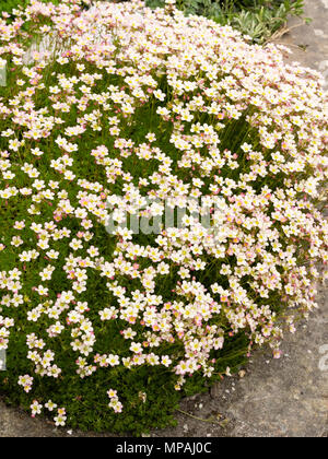 Blass rosa und weiße Form der Bemoosten, Saxifraga x arendsii Steinbrech, Blüte im Frühsommer Stockfoto