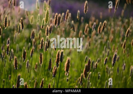 Gras seedheads in der Wiese mit Hintergrundbeleuchtung durch die untergehende Sonne, England, Großbritannien Stockfoto