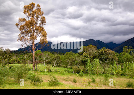 Eine getrocknete eucalypstus overcasted erscheint am Himmel. Stockfoto