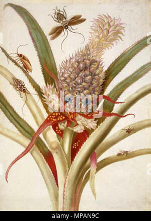 Wunderbare seltene Dinge: Die Kunst der natürlichen Geschichte im Zeitalter der Entdeckung der Queen's Gallery, Palast von Holyroodhouse 2. März - 16. September 2007 Maria Sibylla Merian (1647-1717) Ananas mit cockroache, c. 1701-05 Credit Line: Die Königliche Sammlung © 2006, Ihre Majestät Königin Elizabeth II. Dieses Foto ist zu Ende - nur Benutzer Medien. Es kann nur einmal verwendet werden und nur für die Vorschau oder Überprüfung der Ausstellung "Erstaunlich seltenen Sachen: Die Kunst der natürlichen Geschichte in das Zeitalter der Entdeckungen". Fotos dürfen nicht archiviert oder weiterverkauft werden. Kontakt: Öffentlichkeitsarbeit und Marketing, die Königliche Sammlung 020 Stockfoto