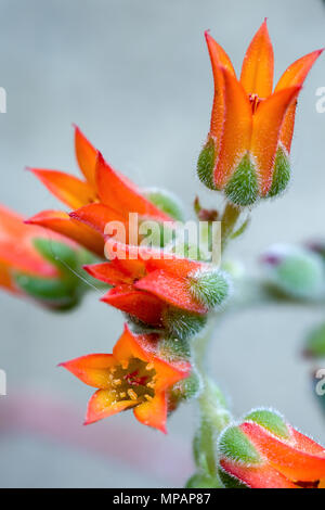 Makrofotografie von einigen Echeveria sukkulenten Pflanzen Blumen. Stockfoto