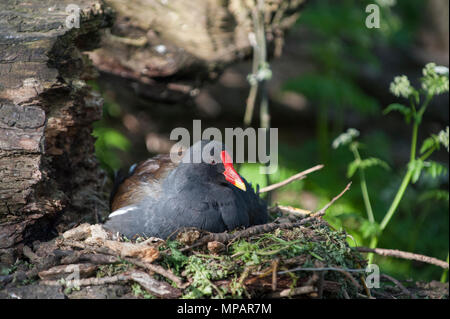 Nesting gemeinsame Sumpfhuhn, (Gallinula chloropus), auch waterhen oder der Sumpf Huhn, Regents Canal, London, Vereinigtes Königreich, Britischen Inseln bekannt Stockfoto