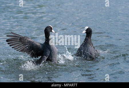 Zwei männliche Eurasischen Blässhuhn, auch bekannt als gemeinsame Blässhuhn oder Blässhuhn (Fulica atra) und Kämpfe in einem territorialen Streitigkeiten, Regents Canal, London, Vereinigtes Königreich Stockfoto