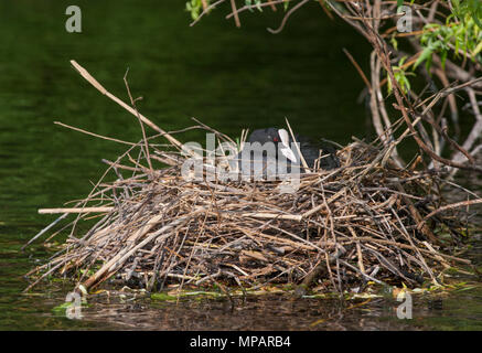 Weibliche eurasischen Blässhuhn, auch bekannt als gemeinsame Blässhuhn oder Blässhuhn (Fulica atra), Inkubation Eier in schwimmenden Nest aus Zweigen, Regents Canal, London, Vereinigtes Königreich Stockfoto