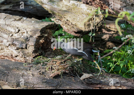 Nesting gemeinsame Sumpfhuhn, (Gallinula chloropus), kehrt ins Nest mit Eiern, Regents Canal, London, Großbritannien, Britische Inseln Stockfoto