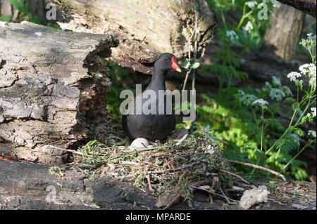 Nesting gemeinsame Sumpfhuhn, (Gallinula chloropus), Eier bebrütet, Regents Canal, London, Großbritannien, Britische Inseln Stockfoto