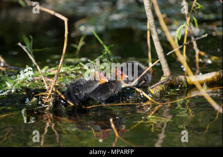 Eurasian Coot Küken, auch als gemeinsame Blässhuhn oder Blässhuhn (Fulica atra), Regents Canal, London, Vereinigtes Königreich bekannt Stockfoto