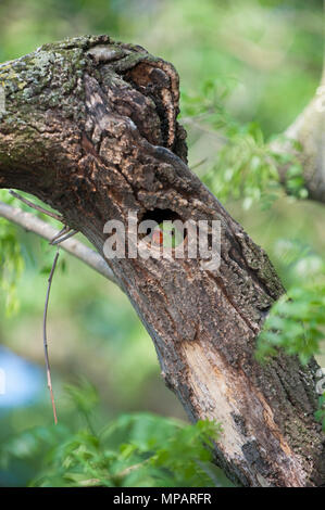 Kinder Ring-necked parakeet (Psittacula krameri), auch bekannt als Rose-ringed parakeet, blickt von seinem Nest hole, Regents Park, London, Vereinigtes Königreich Stockfoto