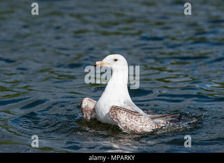 Unreife Europäische Silbermöwe (Larus argentatus), 2 Winter Gefieder, Wasser baden, Walthamstow Stauseen, London, Großbritannien, Britische Inseln Stockfoto